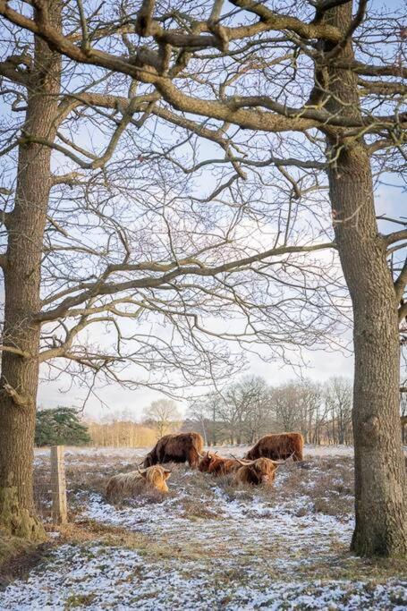Holiday home Leva - Logeren In Drenthe